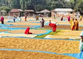 ধর্মপাশায় কালো রঙের ধান নিয়ে বিপাকে কৃষক, মিলছে না ক্রেতা