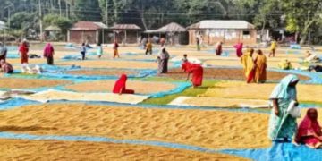 ধর্মপাশায় কালো রঙের ধান নিয়ে বিপাকে কৃষক, মিলছে না ক্রেতা