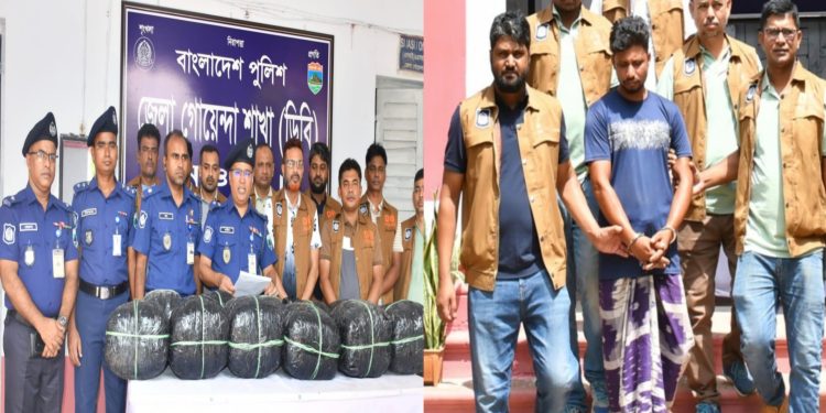নওগাঁয় ডিবির অভিযানে ৪২ কেজি ৫০০ গ্রাম গাঁজাসহ আটক ১