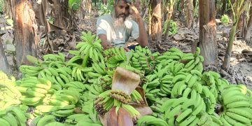 রাতের আঁধারে কেটে ফেলা হলো ২,৫০০ কলার থোড়, কৃষকের দাবি ক্ষতি ১০ লাখ টাকা