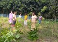 চাঁপাইনবাবগঞ্জে কবরস্থানের ১৪০ মেহগনি গাছ কেটে ফেলল দুর্বৃত্তরা