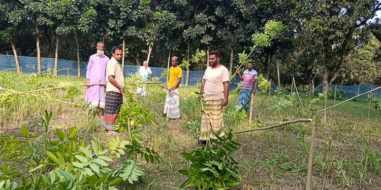 চাঁপাইনবাবগঞ্জে কবরস্থানের ১৪০ মেহগনি গাছ কেটে ফেলল দুর্বৃত্তরা