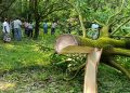 চাঁপাইনবাবগঞ্জে রাতের আঁধারে ৮ কাটিমন আমগাছ কাটার অভিযোগ