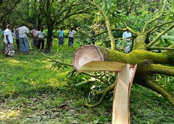 চাঁপাইনবাবগঞ্জে রাতের আঁধারে ৮ কাটিমন আমগাছ কাটার অভিযোগ