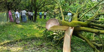 চাঁপাইনবাবগঞ্জে রাতের আঁধারে ৮ কাটিমন আমগাছ কাটার অভিযোগ