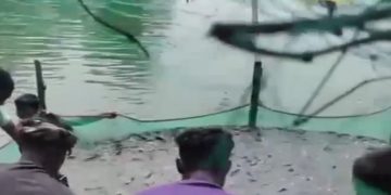 রাণীনগরে পুকুরে বিষ প্রয়োগের অভিযোগ, ৩৫ লাখ টাকার মাছ নিধনের শঙ্কা