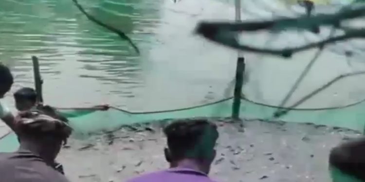 রাণীনগরে পুকুরে বিষ প্রয়োগের অভিযোগ, ৩৫ লাখ টাকার মাছ নিধনের শঙ্কা